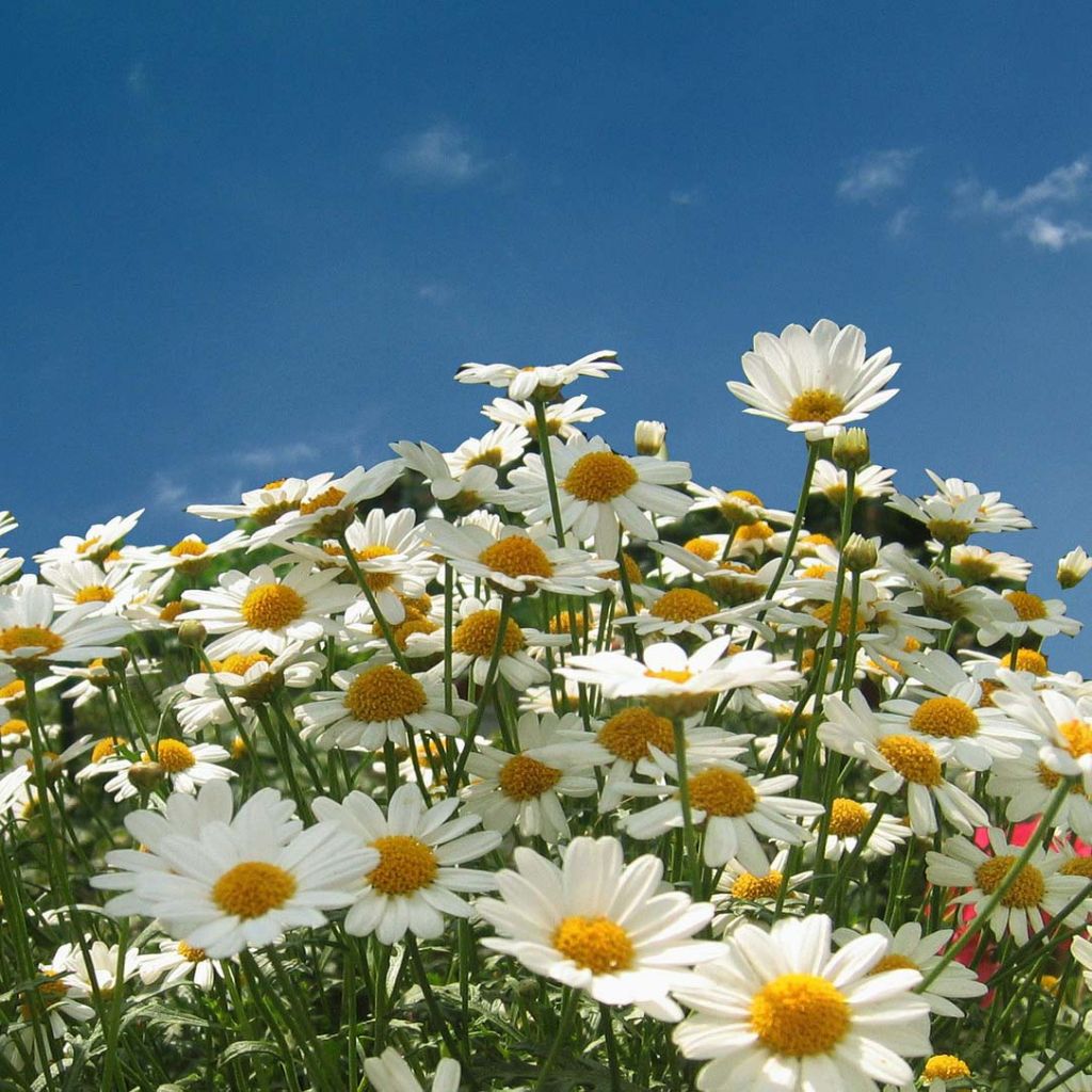 Leucanthemum vulgare