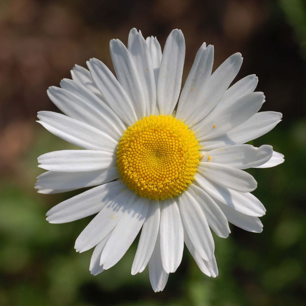Leucanthemum vulgare