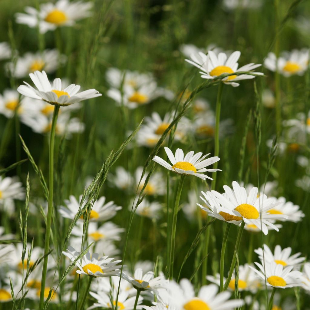 Leucanthemum vulgare