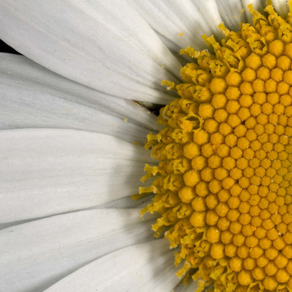 Leucanthemum vulgare