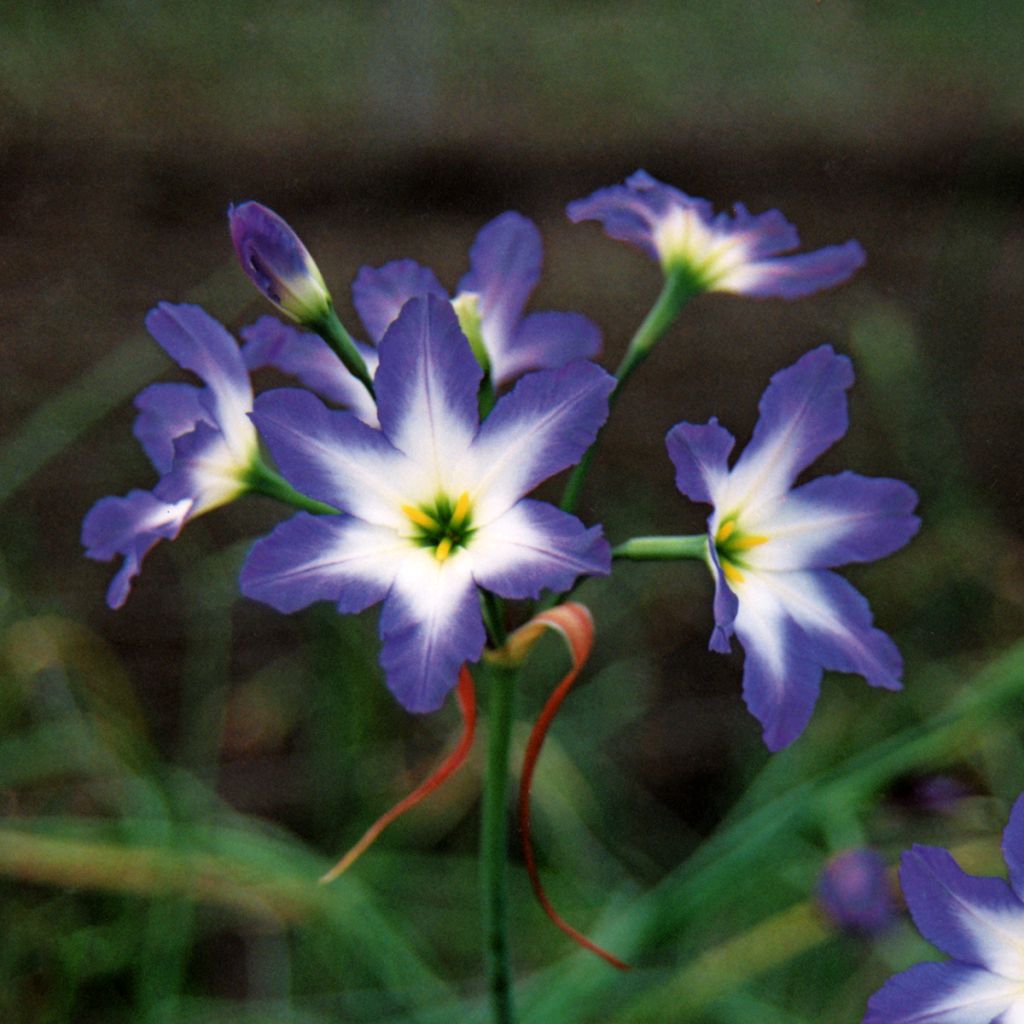 Leucocoryne ixoides Blue Ocean - Glory-of-the-sun