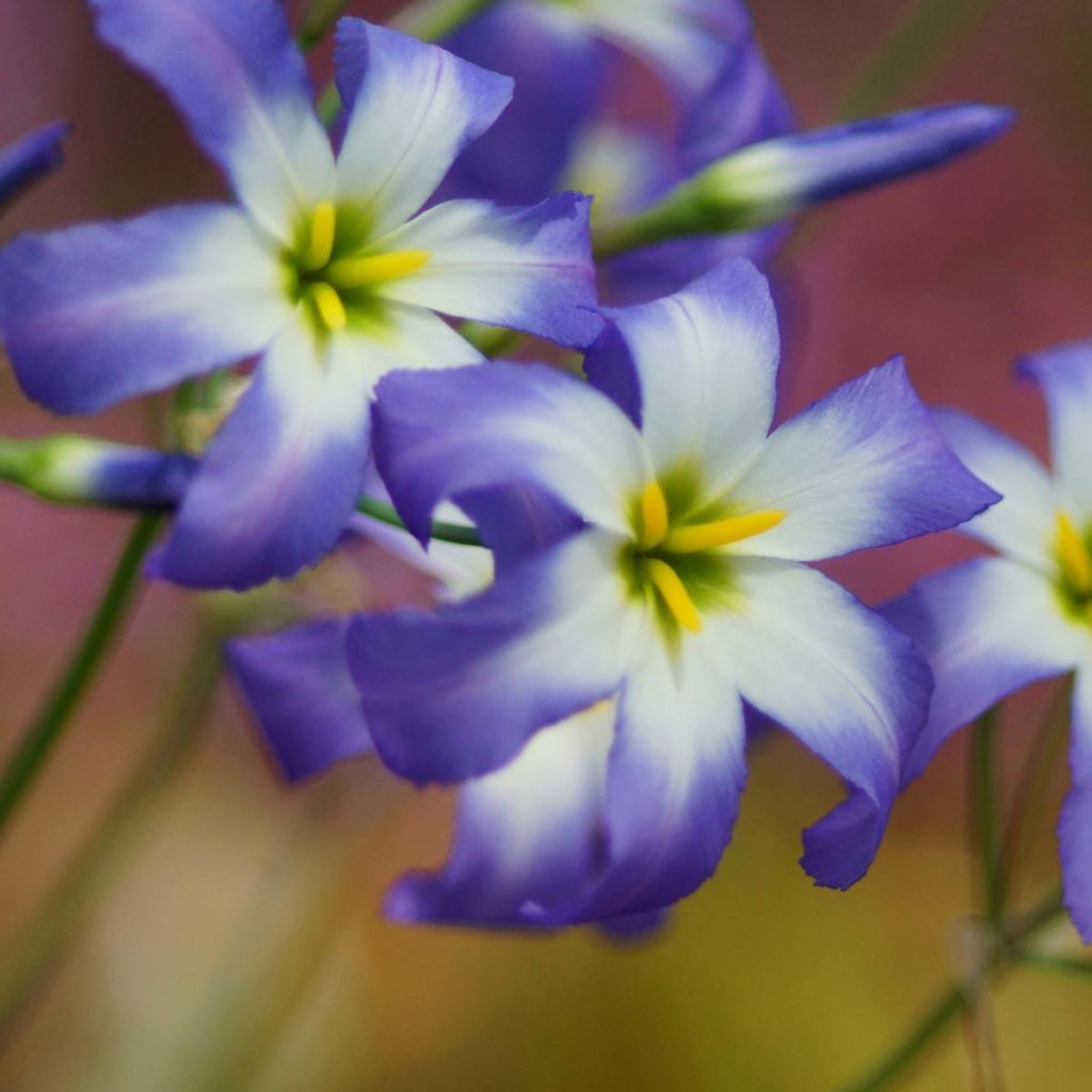 Leucocoryne ixoides Blue Ocean - Glory-of-the-sun