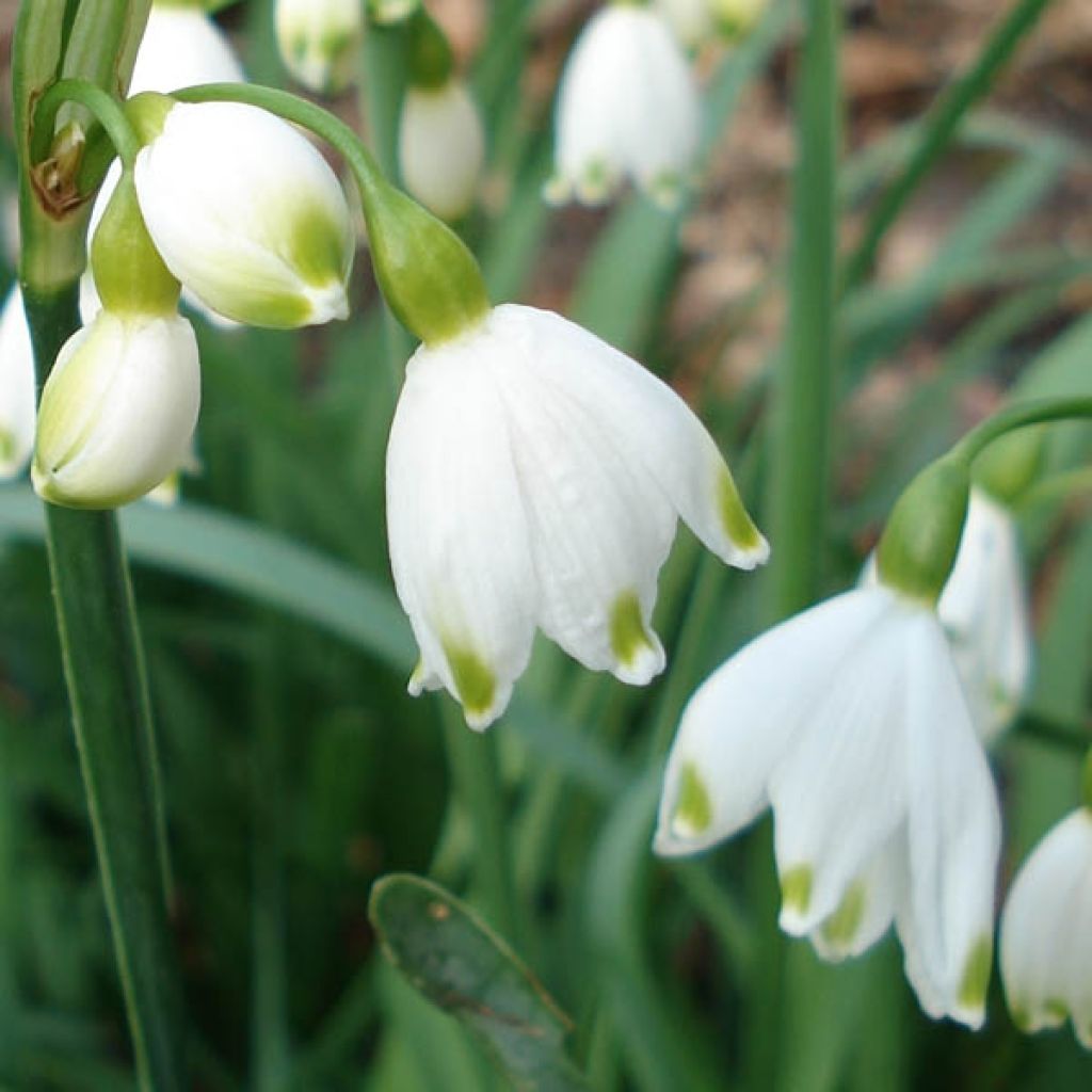 Leucojum aestivum - Summer Snowflake