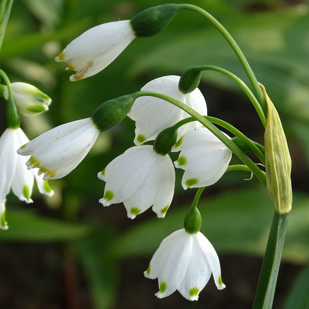 Leucojum aestivum - Summer Snowflake