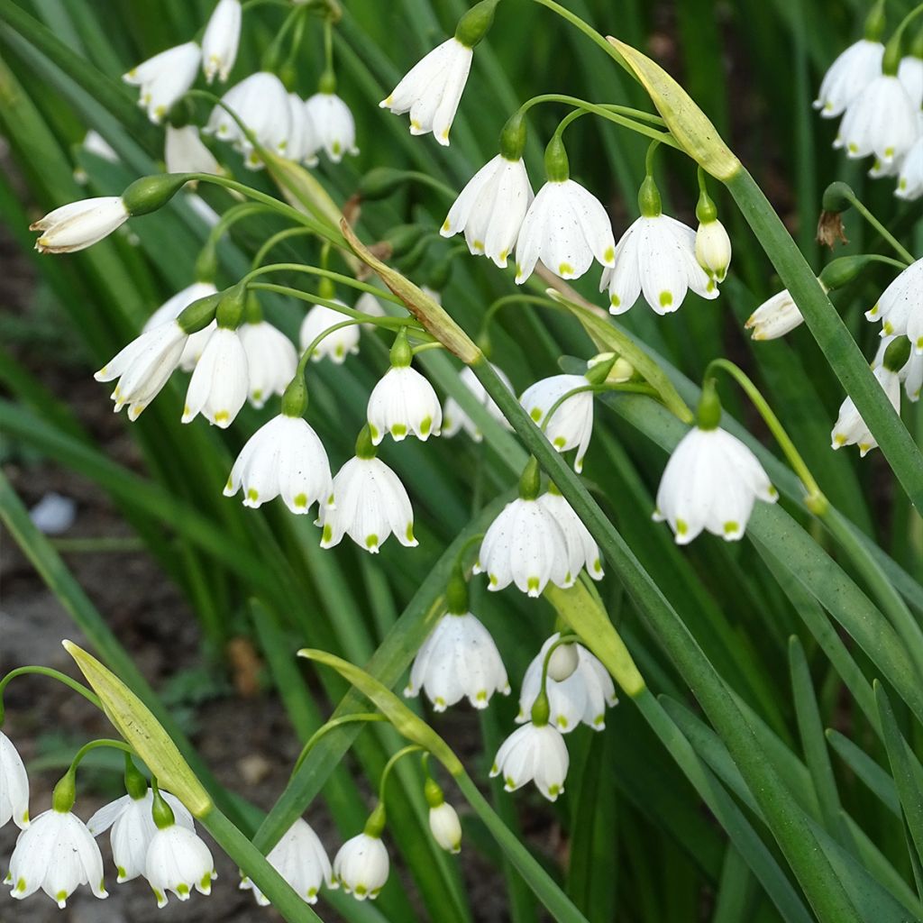 Leucojum aestivum - Summer Snowflake
