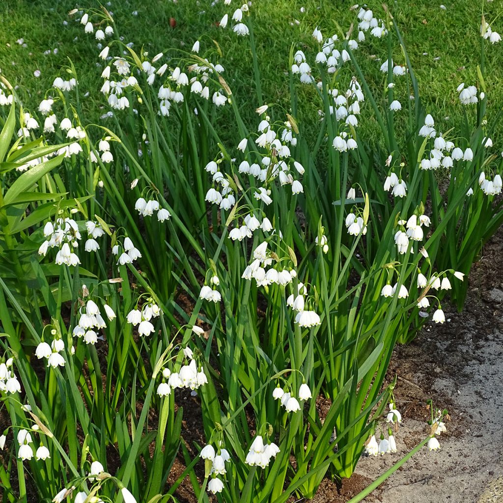 Leucojum aestivum - Summer Snowflake