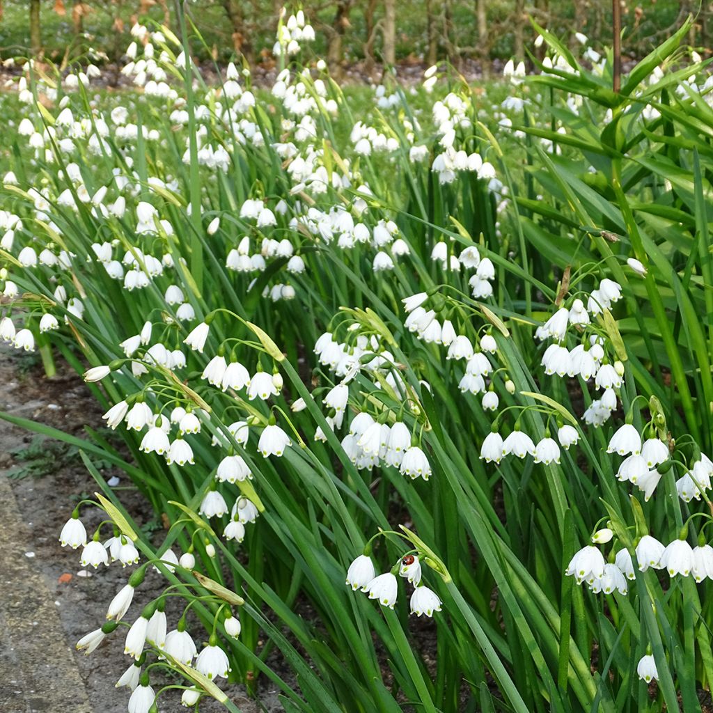 Leucojum aestivum - Summer Snowflake