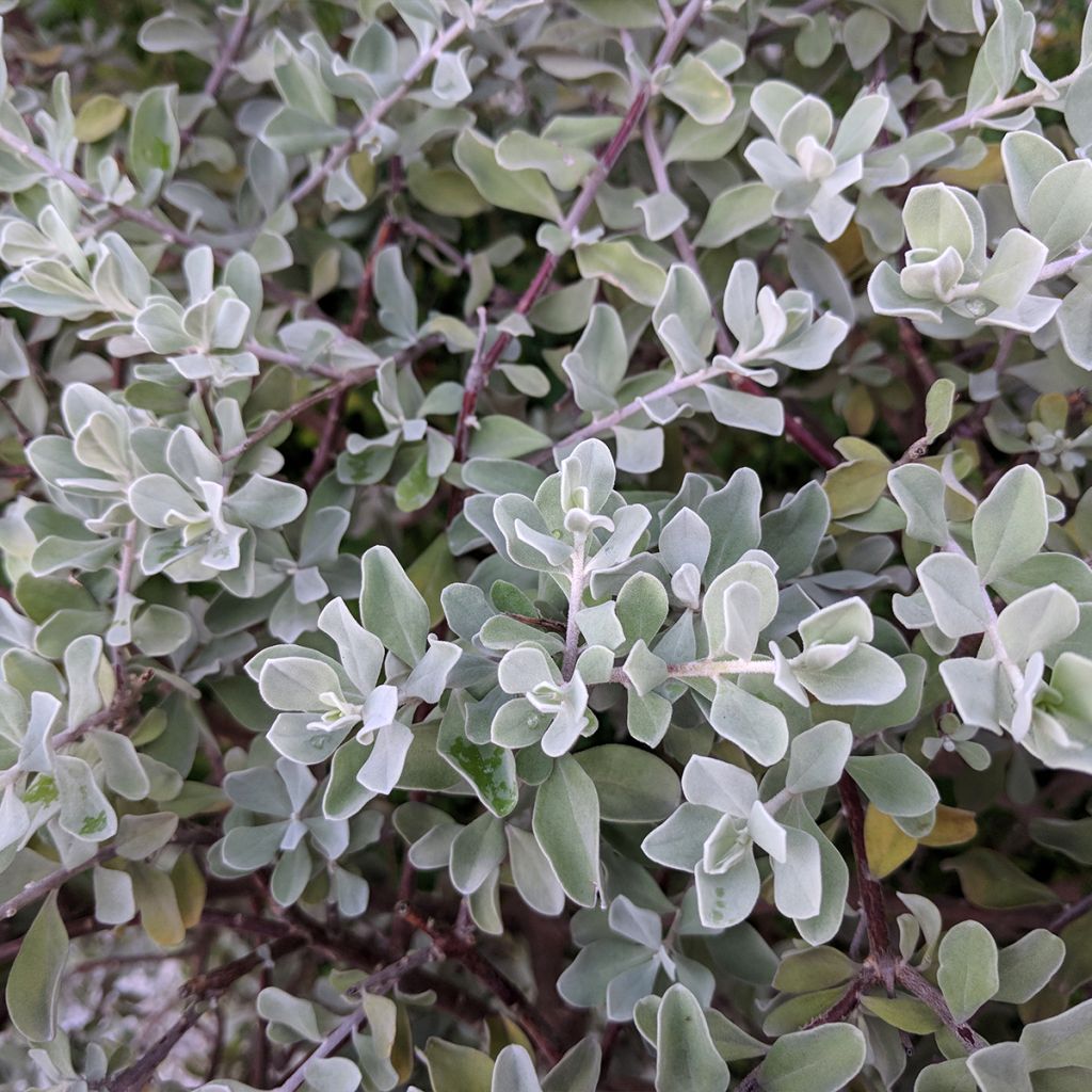 Leucophyllum frutescens