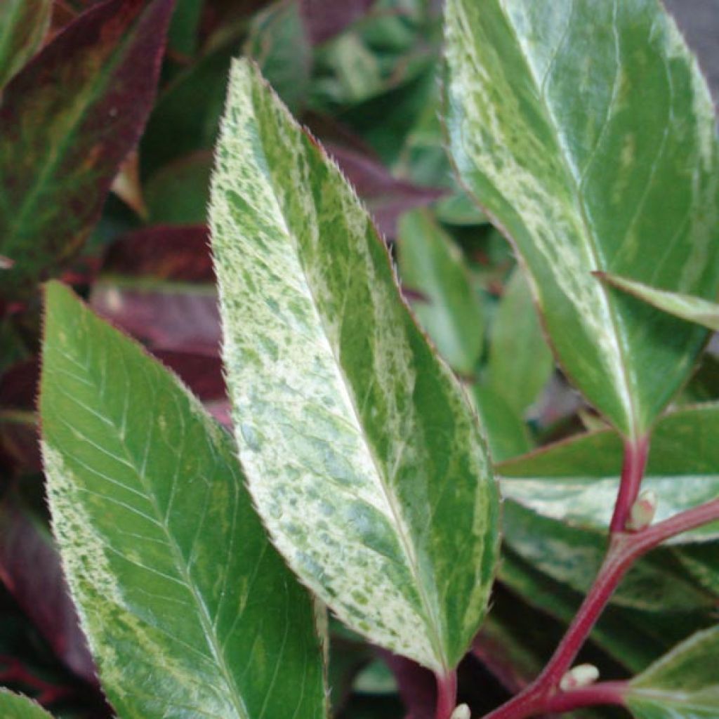 Leucothoe fontanesiana Rainbow