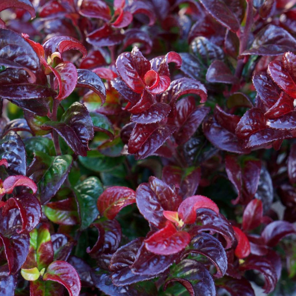 Leucothoe axillaris Twisting Red - Dog hobble