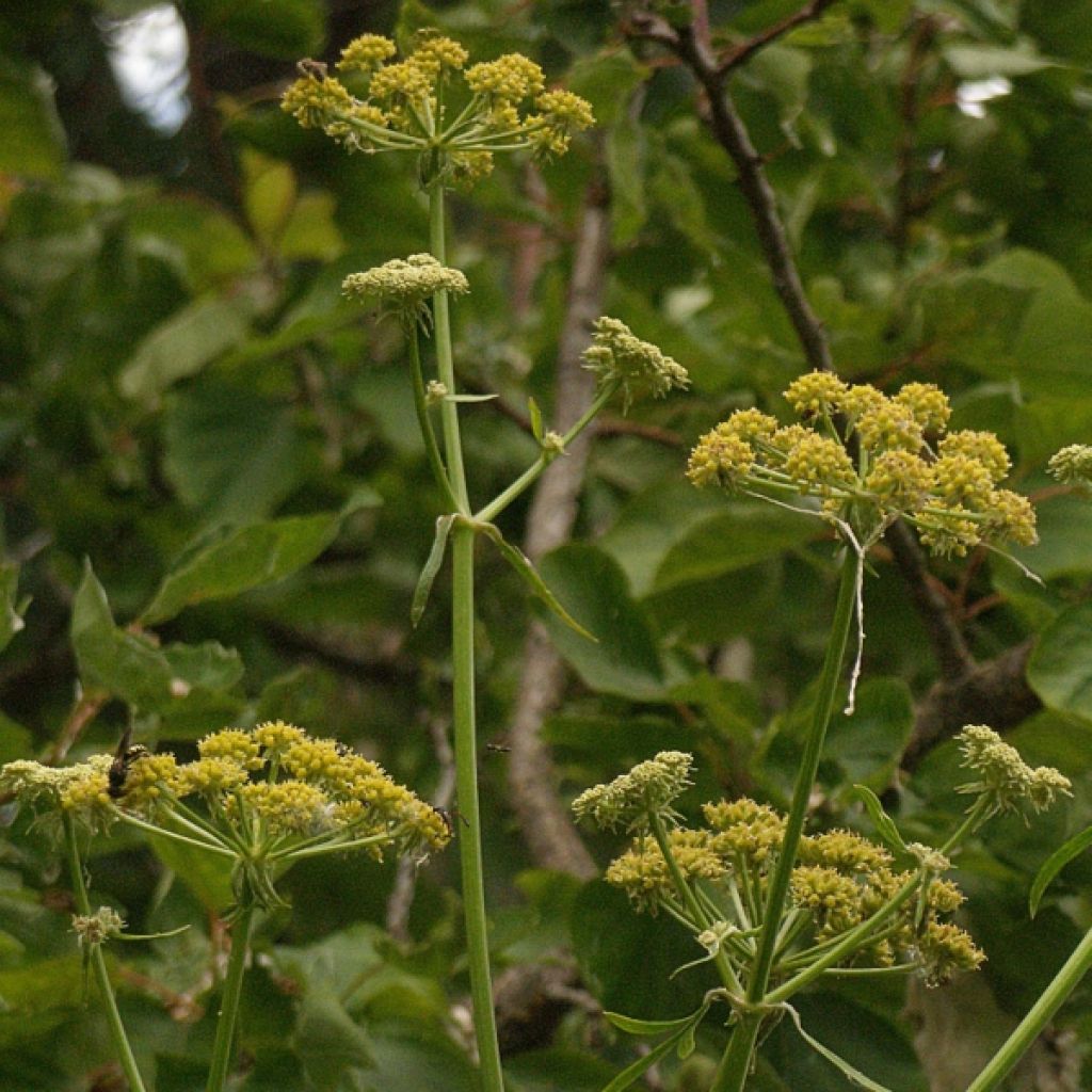 Levisticum officinale