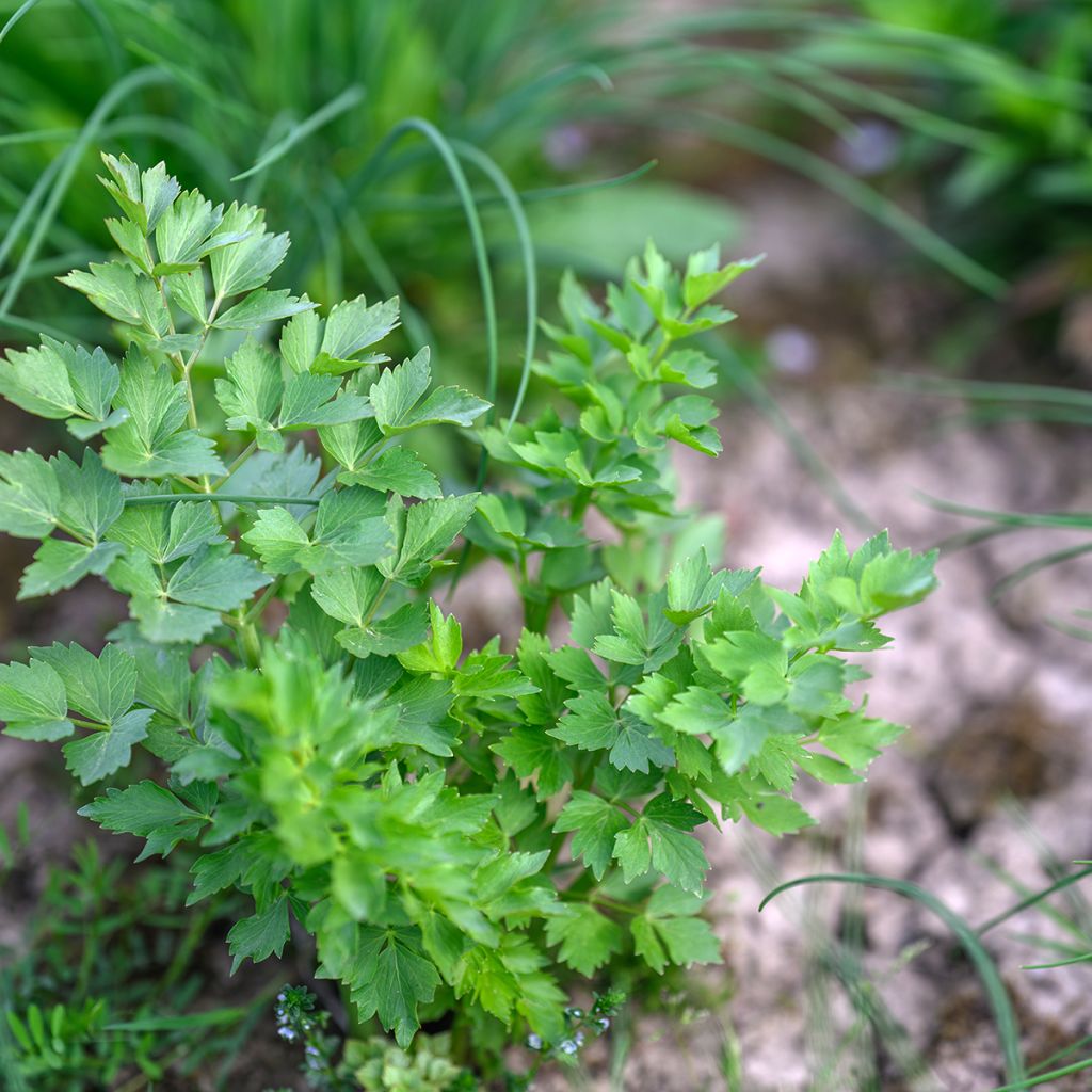 Lovage - Levisticum officinalis
