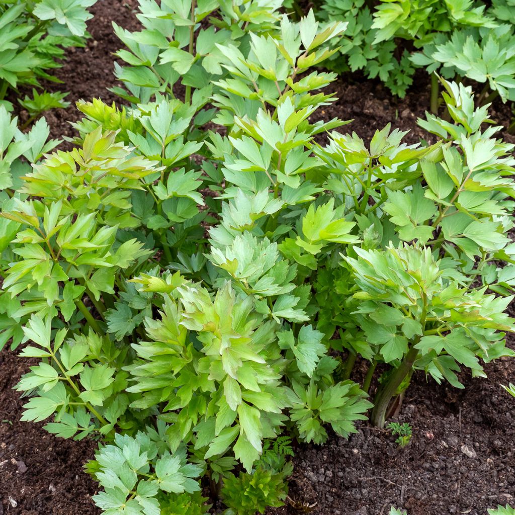 Lovage - Levisticum officinalis