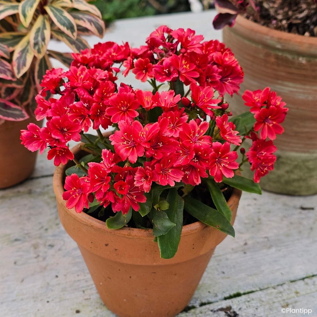 Lewisia cotyledon Sunset Glow® - Lewisia Marianne, Siskiyou Lewisia