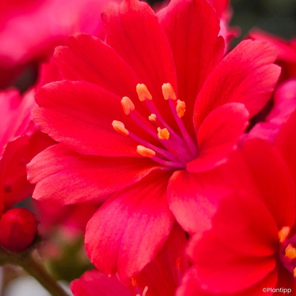 Lewisia cotyledon Sunset Glow® - Lewisia Marianne, Siskiyou Lewisia