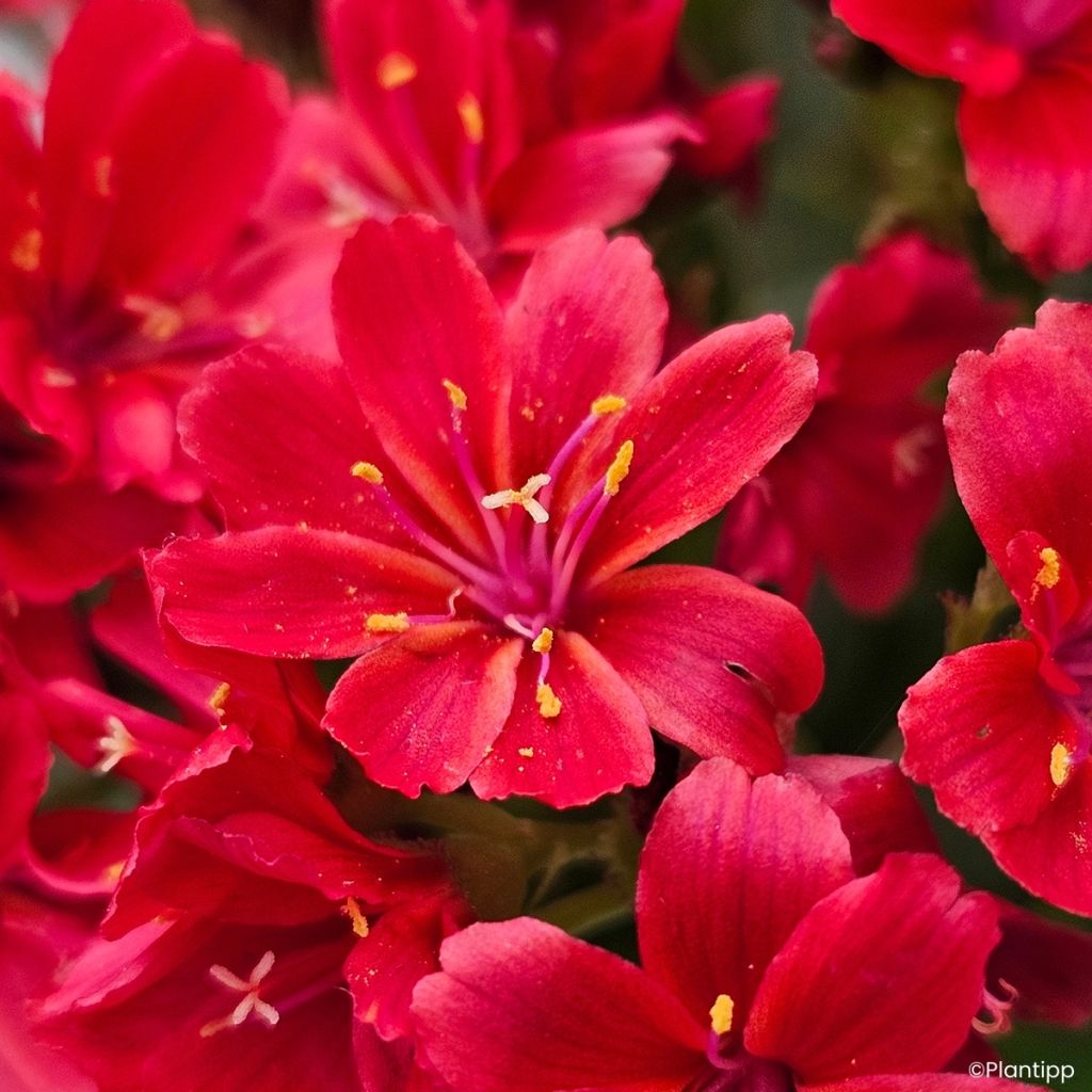 Lewisia cotyledon Sunset Glow® - Lewisia Marianne, Siskiyou Lewisia
