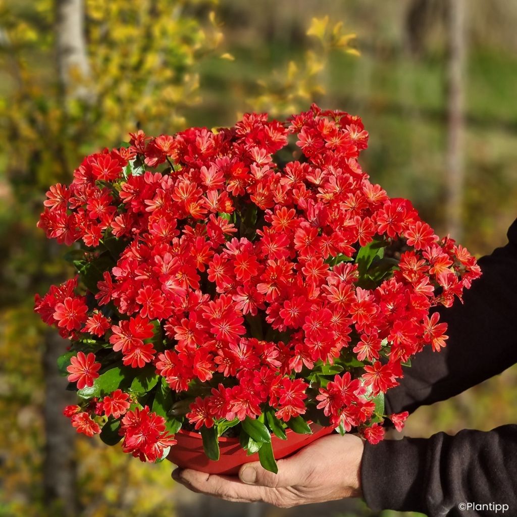 Lewisia cotyledon Sunset Glow® - Lewisia Marianne, Siskiyou Lewisia