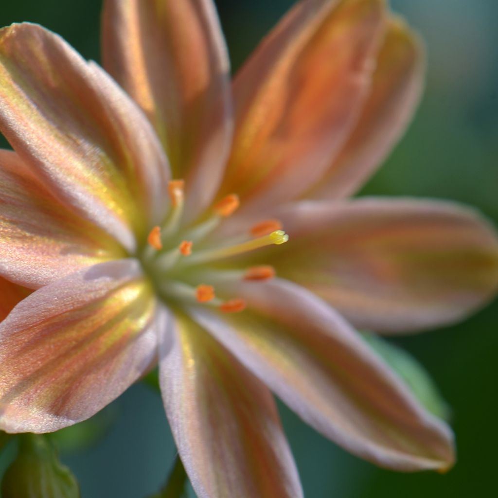 Lewisia Little Peach - Siskiyou Lewisia