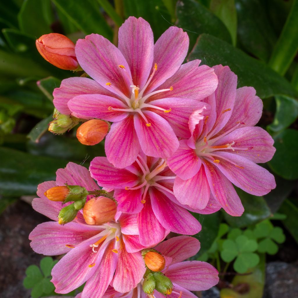 Lewisia Little Raspberry - Siskiyou lewisia