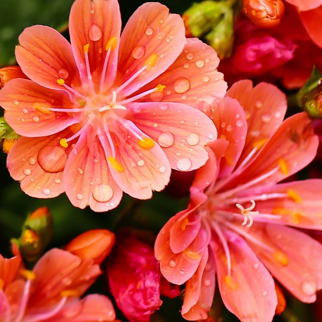 Lewisia cotyledon Mix