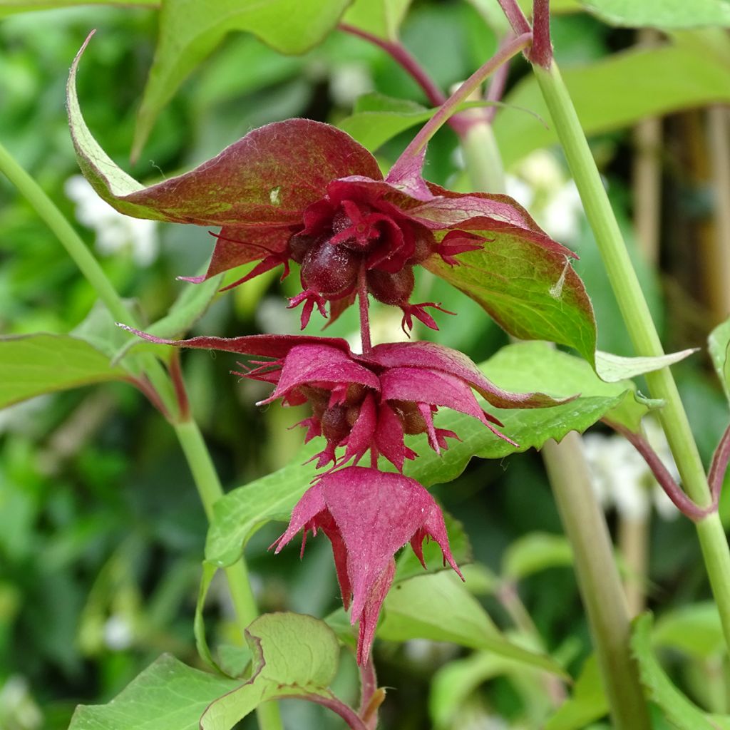 Leycesteria formosa Purple Rain
