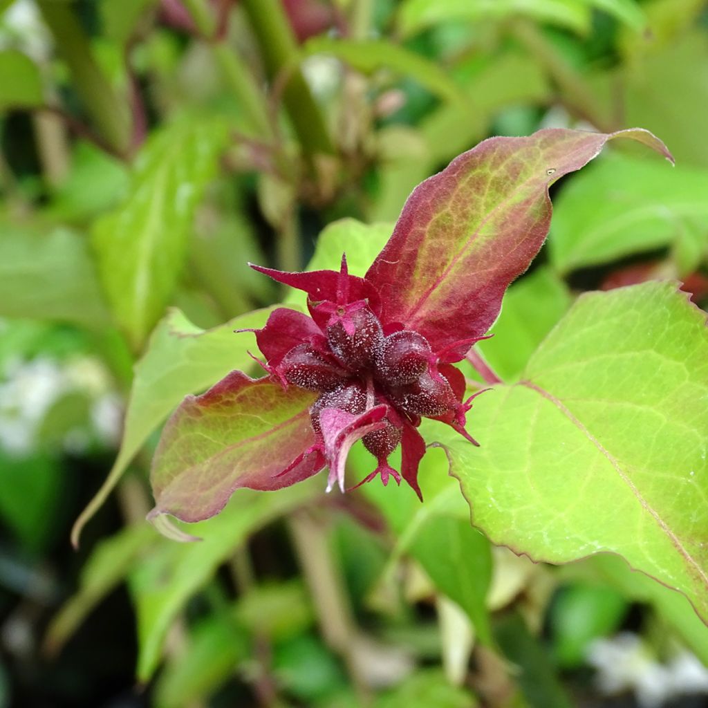 Leycesteria formosa Purple Rain