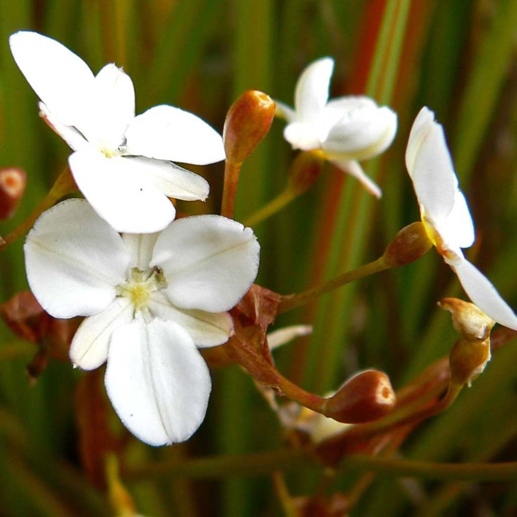 Libertia peregrinans