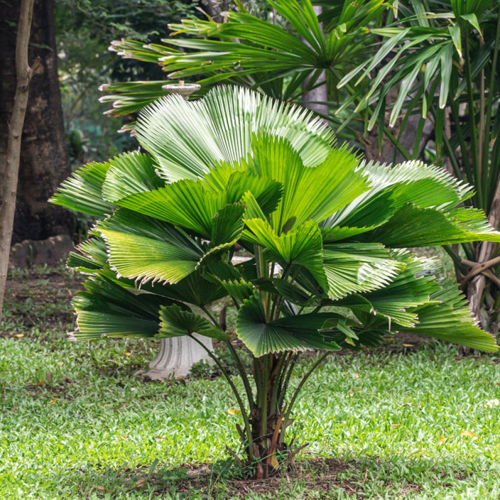 Licuala grandis - Fan palm