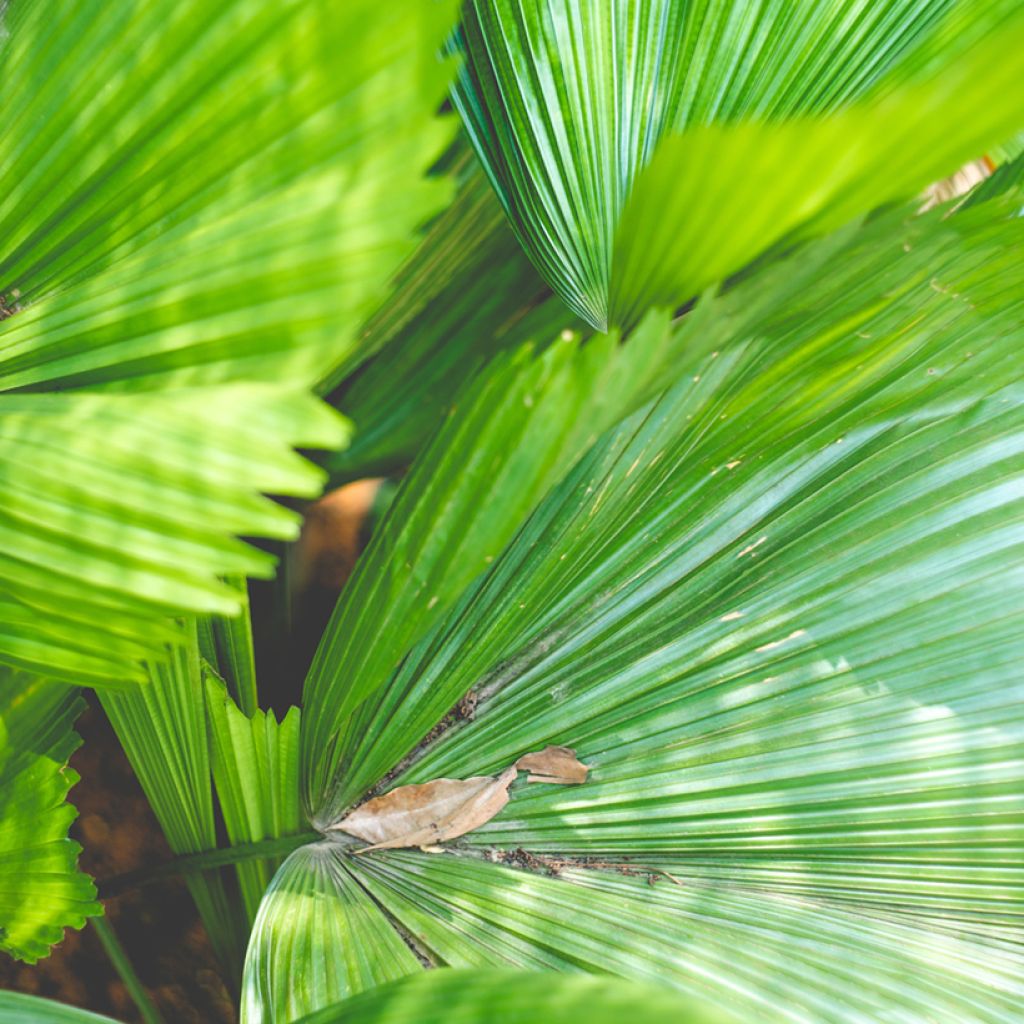 Licuala grandis - Fan palm