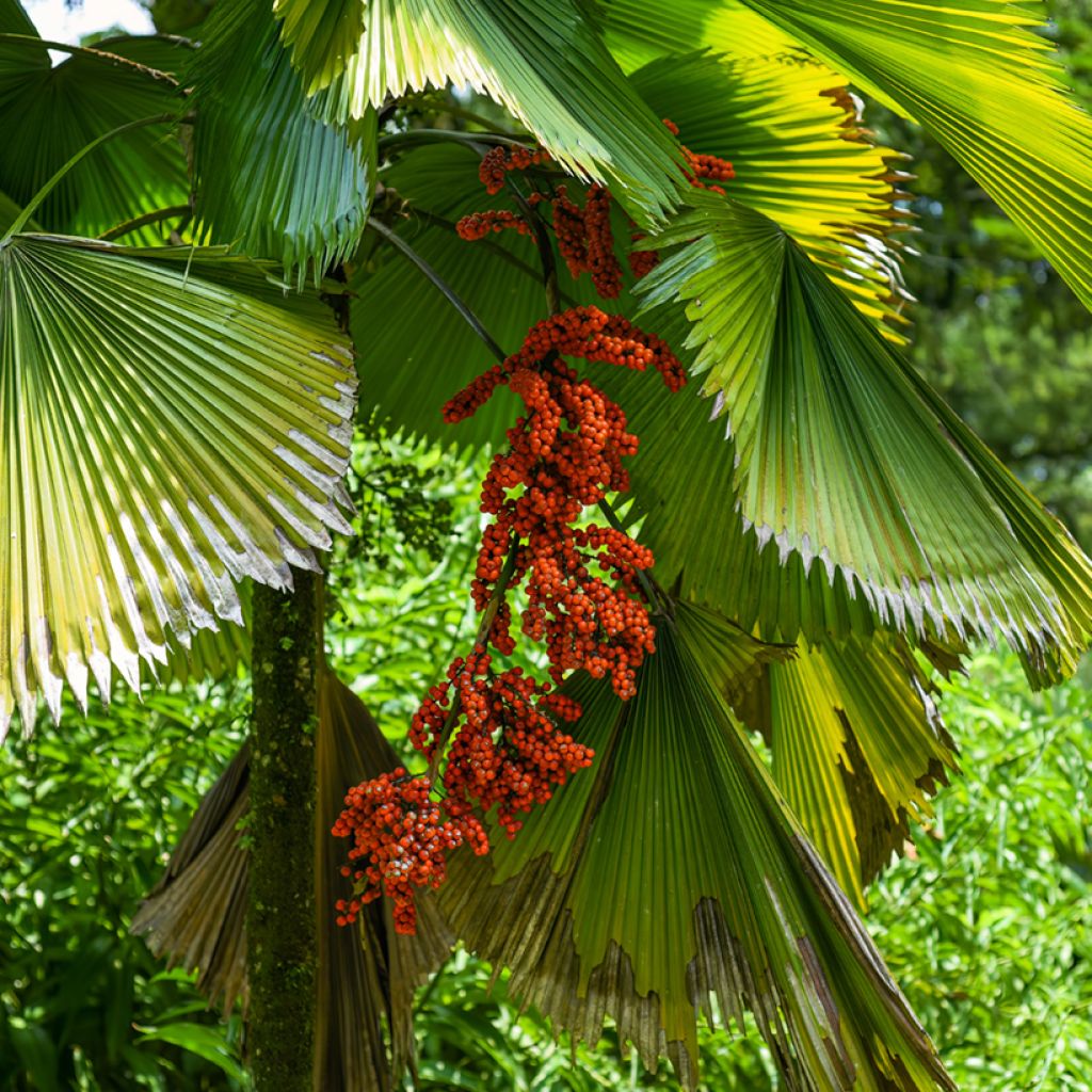 Licuala grandis - Fan palm