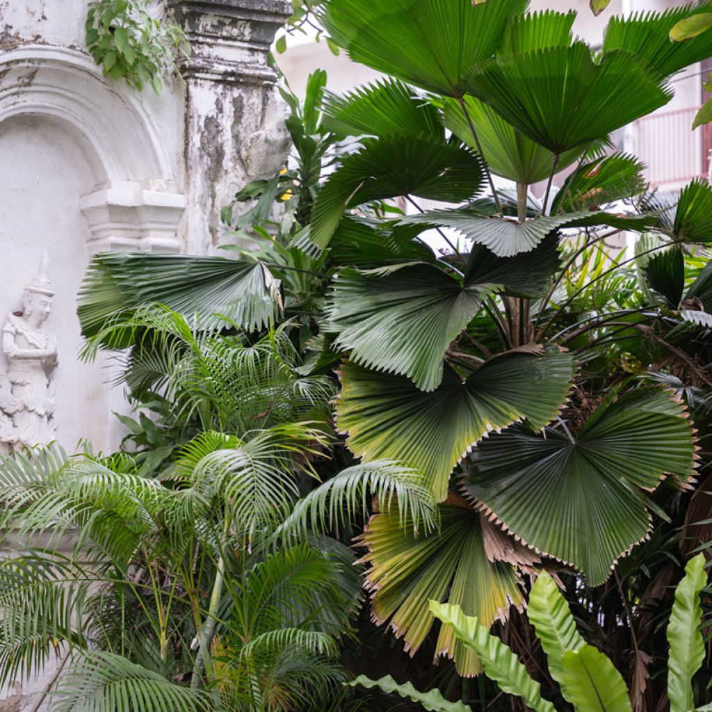 Licuala grandis - Fan palm