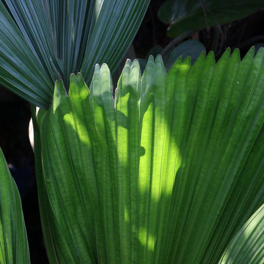 Licuala grandis - Fan palm