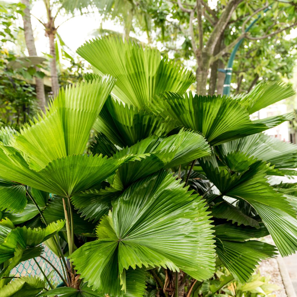 Licuala grandis - Fan palm