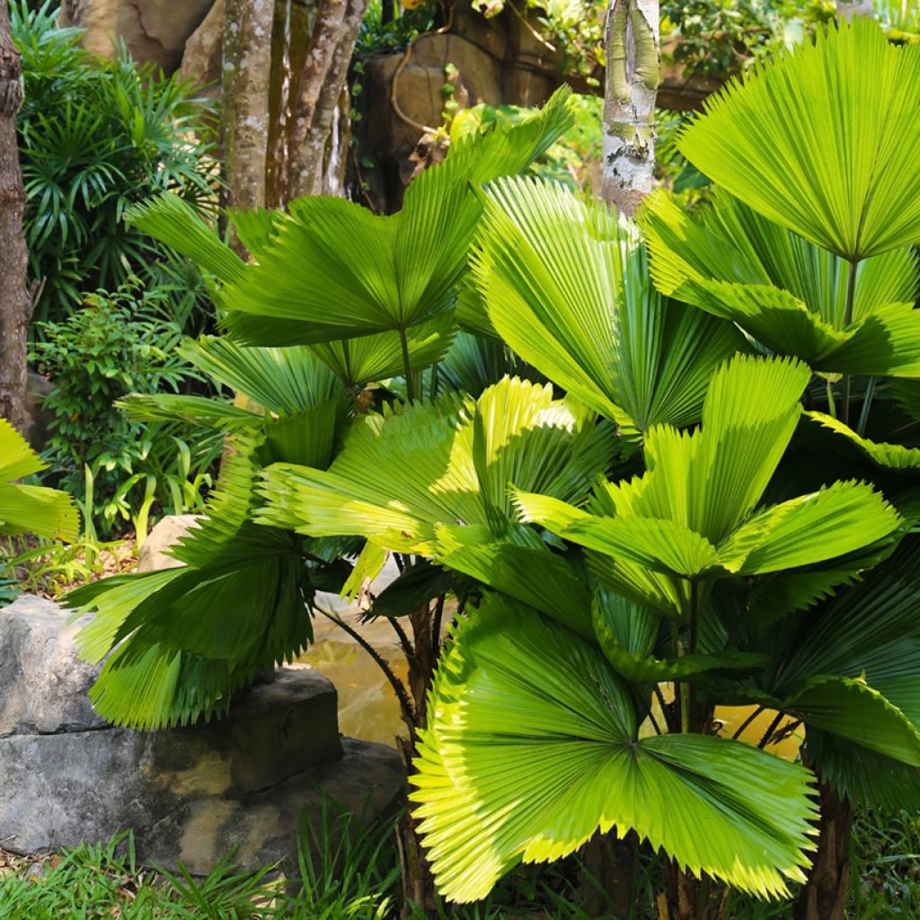 Licuala grandis - Fan palm