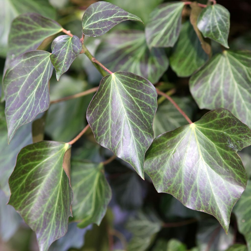 Hedera helix Woerner - Common Ivy