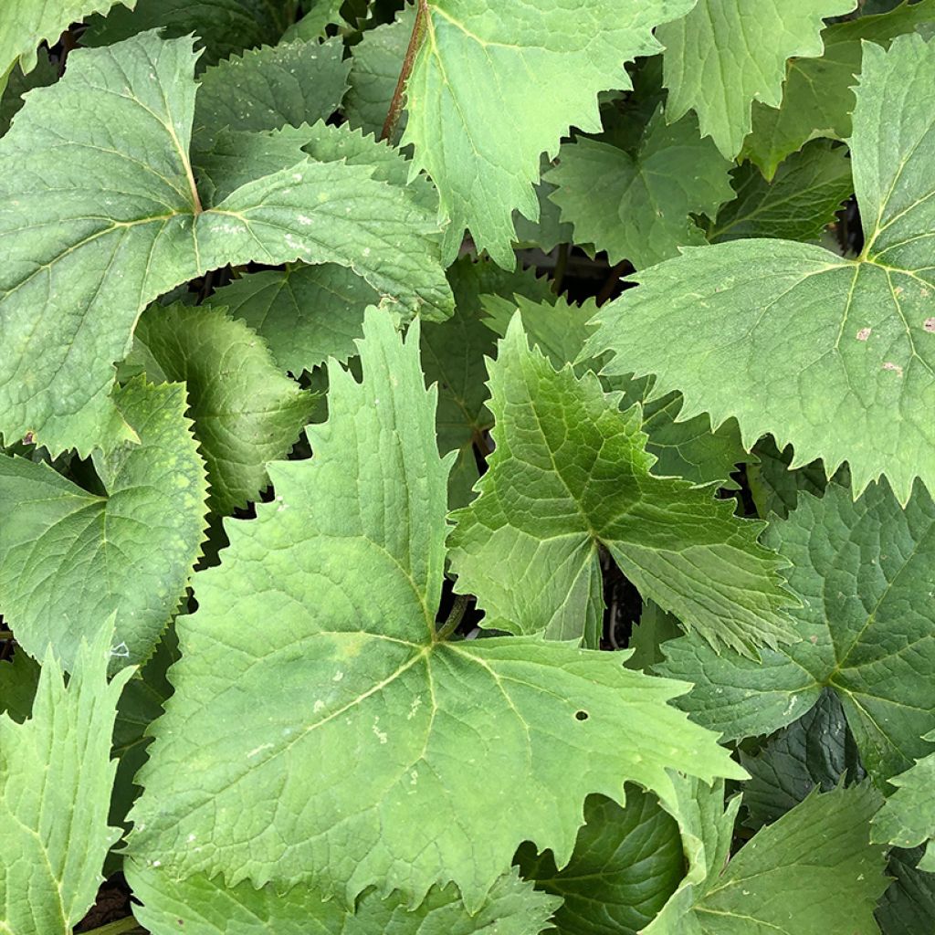 Ligularia stenocephala The Rocket - Leopard Plant