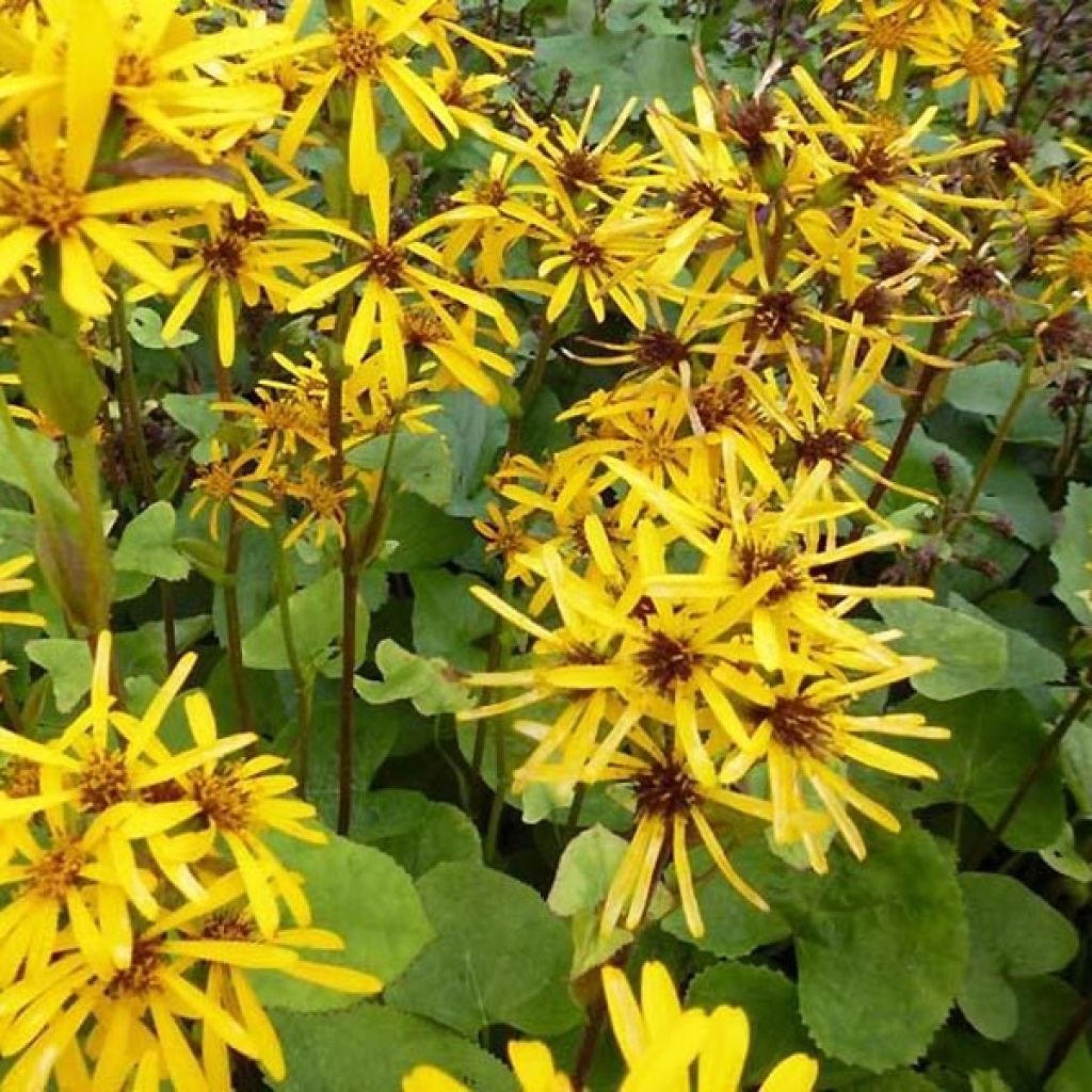 Ligularia x hessei - Leopard Plant