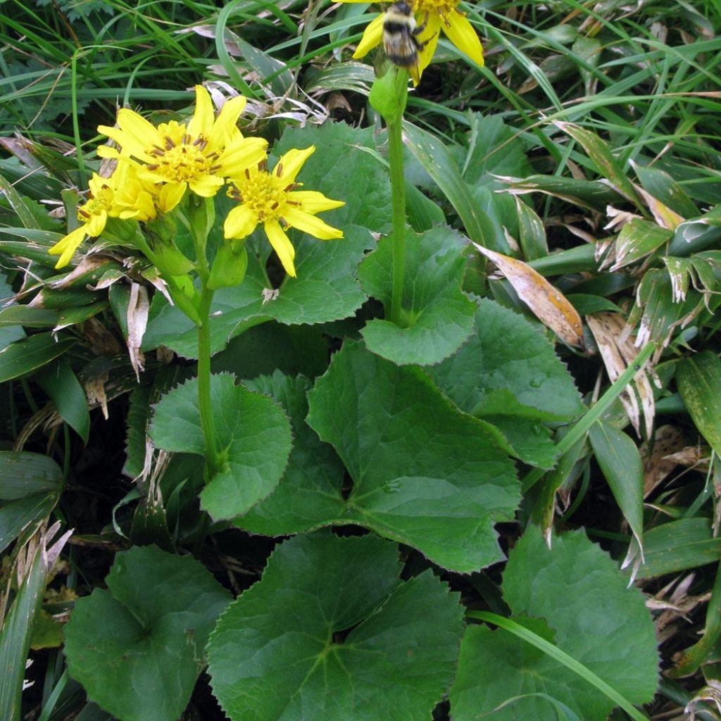 Ligularia hodgsonii - Leopard Plant
