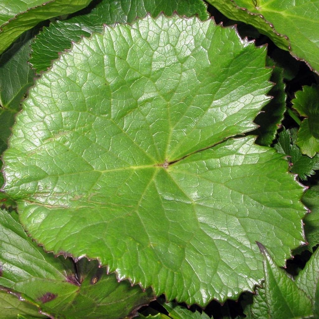 Ligularia hodgsonii - Leopard Plant