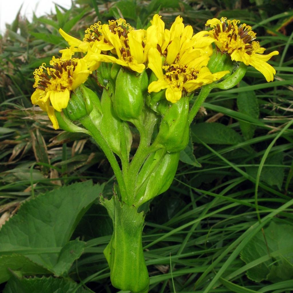 Ligularia hodgsonii - Leopard Plant