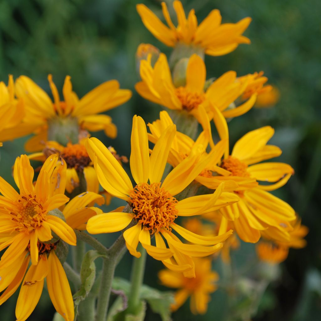 Ligularia palmatiloba - Leopard Plant
