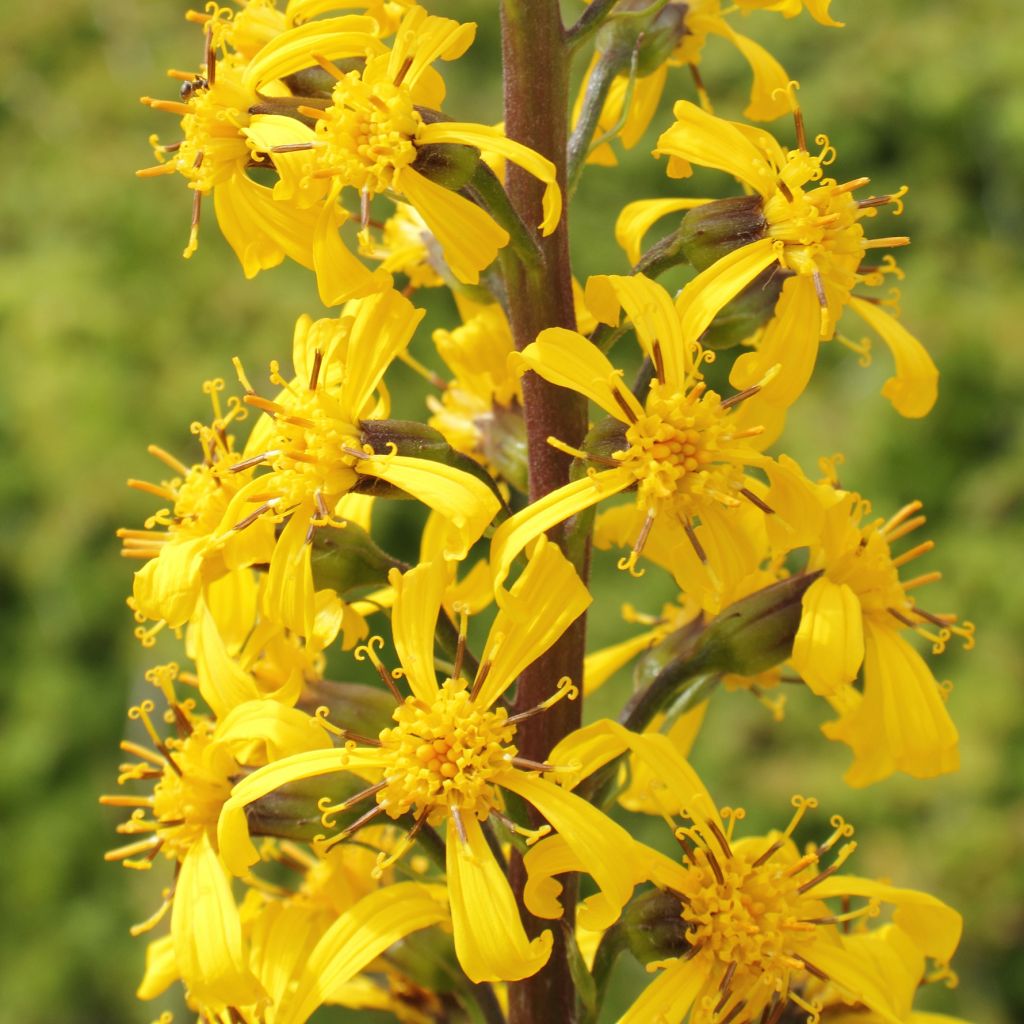 Ligularia wilsoniana - Leopard Plant
