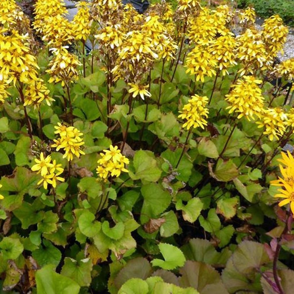 Ligularia hessei Lanternchern - Leopard Plant