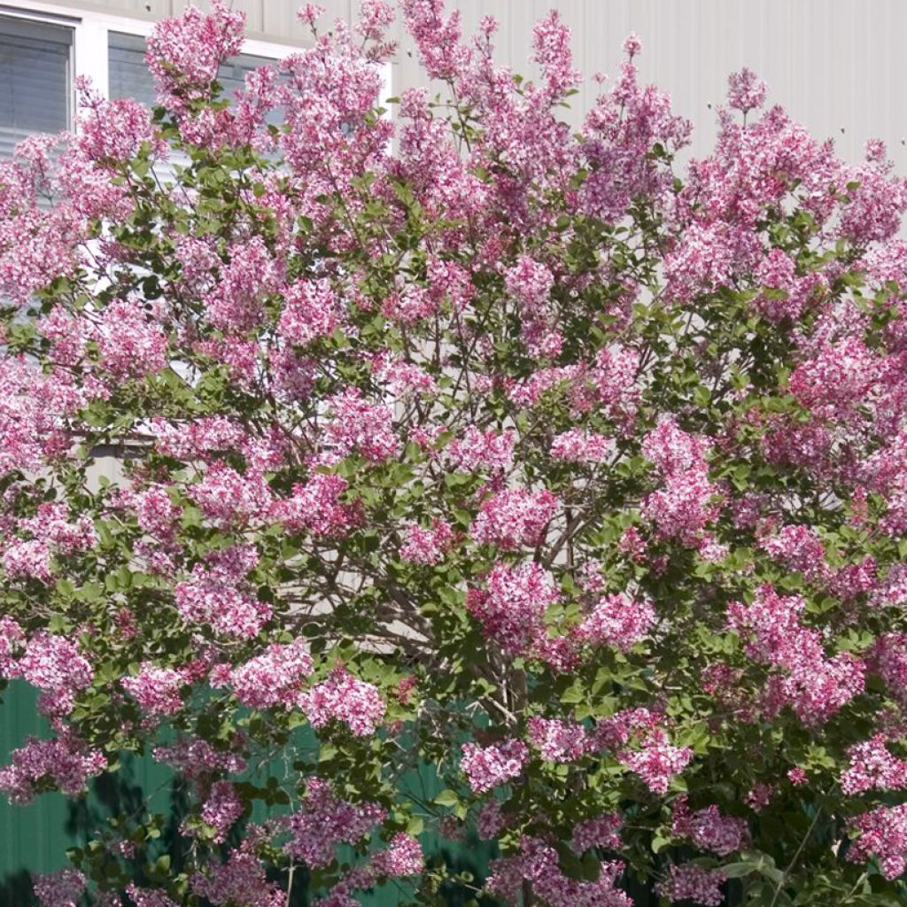 Syringa meyeri  microphylla Tinkerbelle - Lilac
