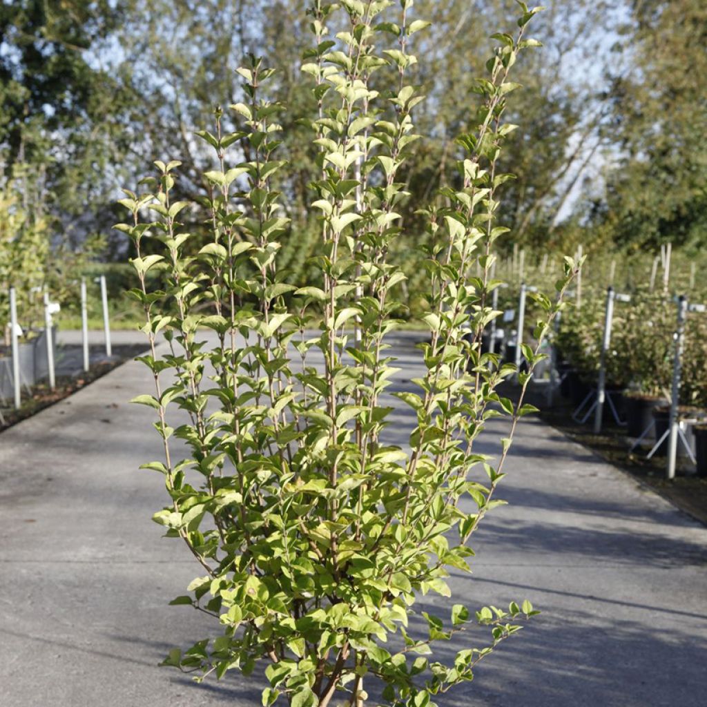 Syringa meyeri  microphylla Tinkerbelle - Lilac