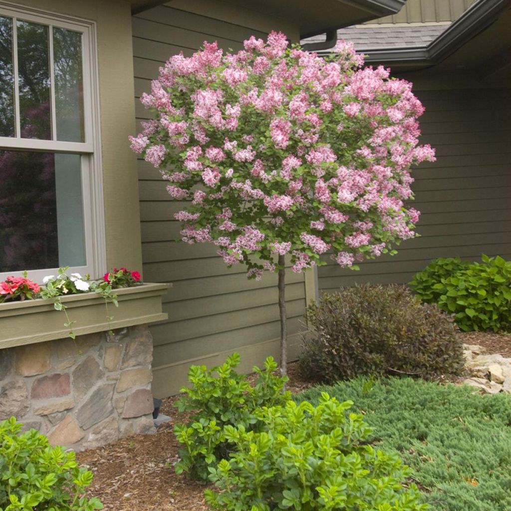 Syringa meyeri  microphylla Tinkerbelle - Lilac