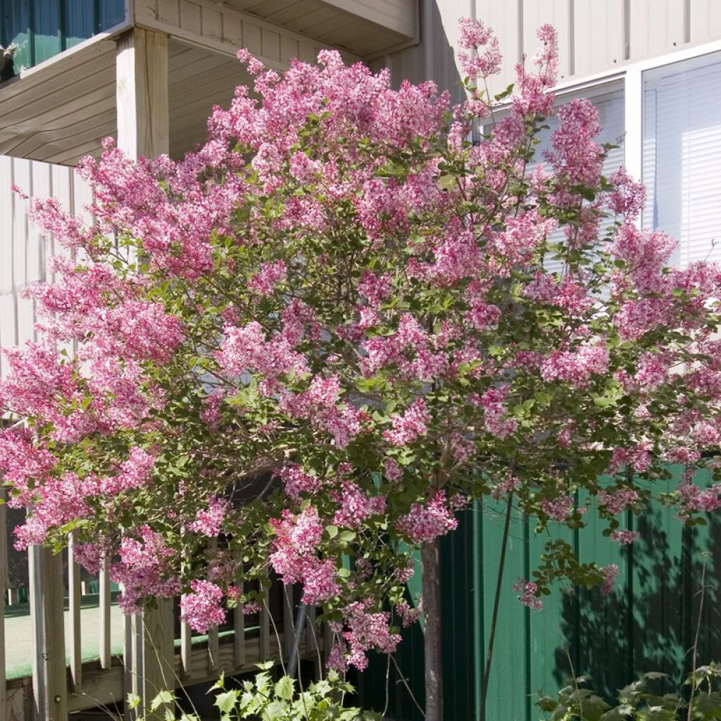 Syringa meyeri  microphylla Tinkerbelle - Lilac