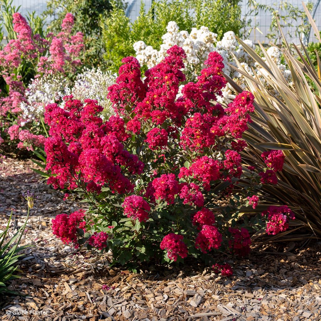 Lagerstroemia indica Gourmet Red Red Wine - Crape myrtle