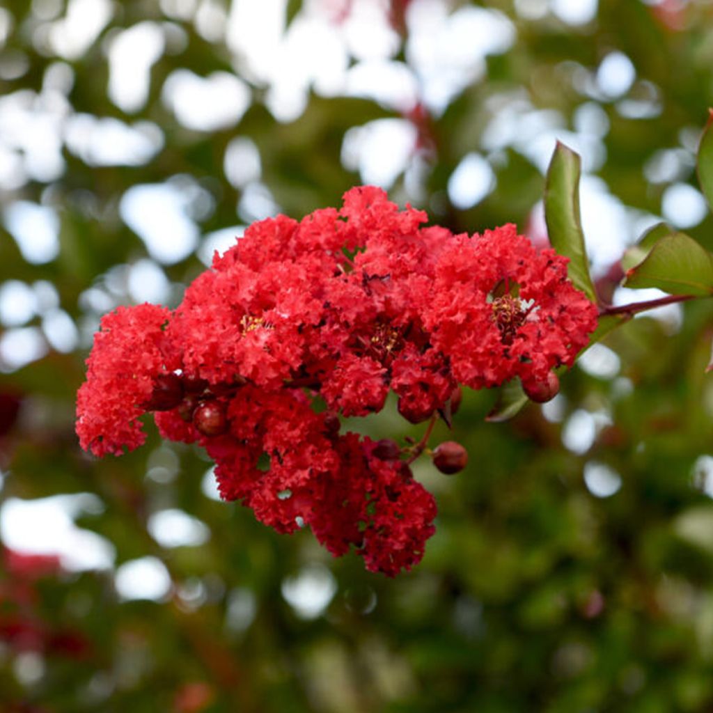 Lagerstroemia indica Ruffled Red Magic® - Crape myrtle
