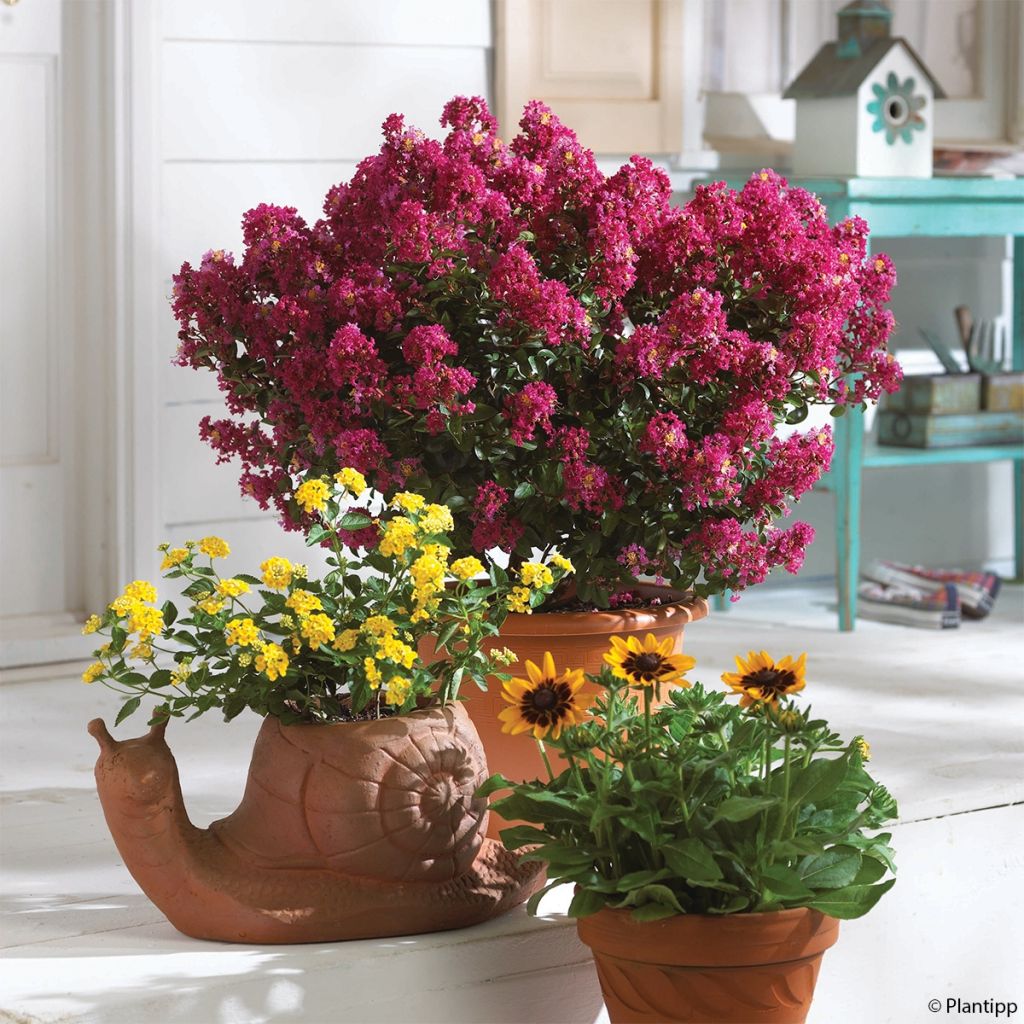 Lagerstroemia indica Berry Dazzle - Crape Myrtle